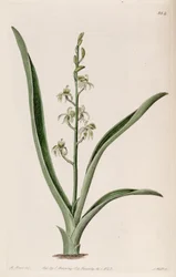 Illustration von Liparis reflexa (als syn. Liparis foliosa)